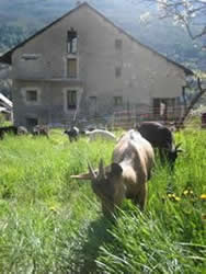 goat in the garden